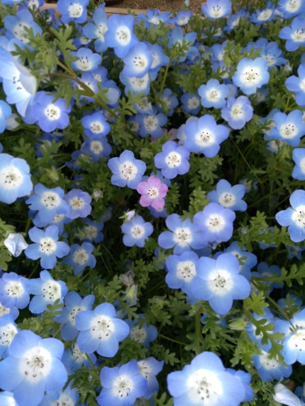 f:id:mapi_am:20190518232836j:plain f:id:mapi_am:20190518232836j:plain