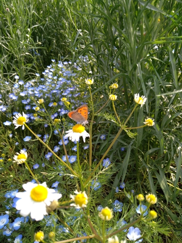 f:id:mapi_am:20190518232842j:plain f:id:mapi_am:20190518232842j:plain