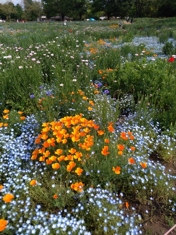 f:id:mapi_am:20190518232844j:plain f:id:mapi_am:20190518232844j:plain