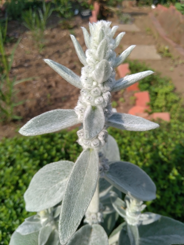 f:id:mapi_am:20190518232848j:plain f:id:mapi_am:20190518232848j:plain