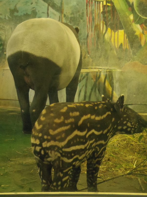 多摩動物公園 マレーバク ひとりといっぴきぶろぐの 仮