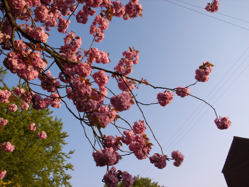 f:id:mapiko711:20090501020931j:image f:id:mapiko711:20090501020931j:image