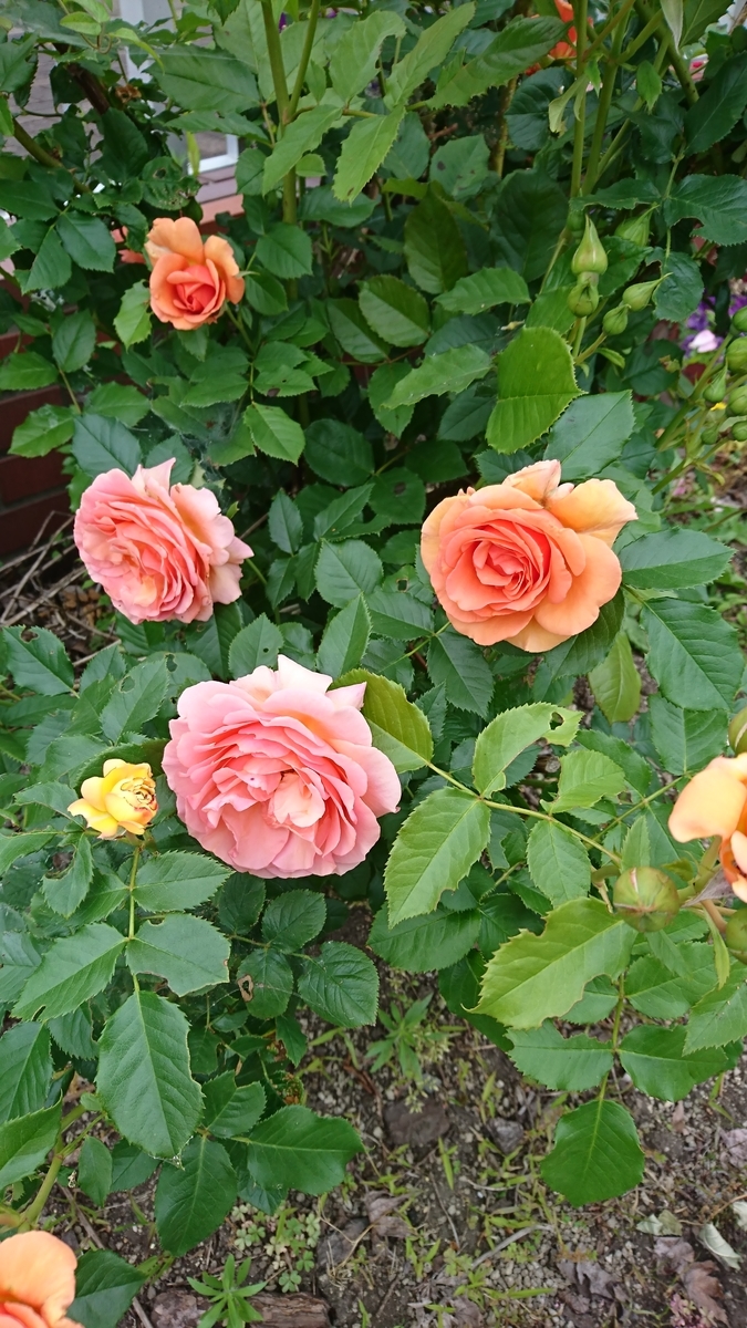 f:id:maple-enkyorikaigo:20190615220111j:plain