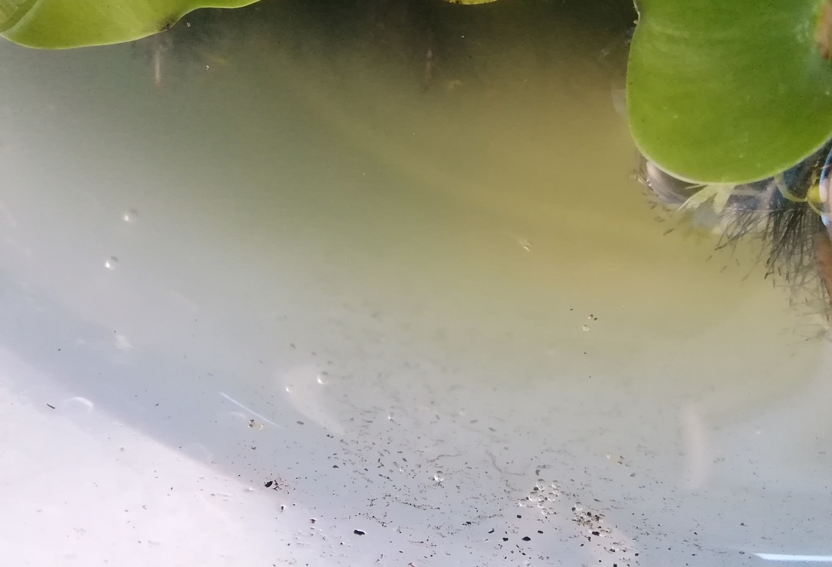 f:id:maple-enkyorikaigo:20190710221635j:plain