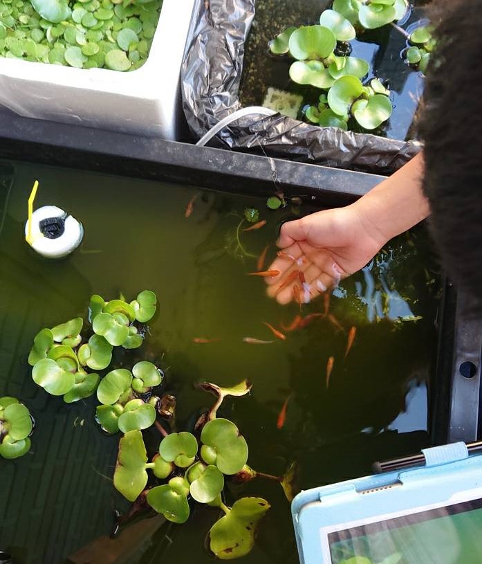 f:id:maple-enkyorikaigo:20190713223424j:plain