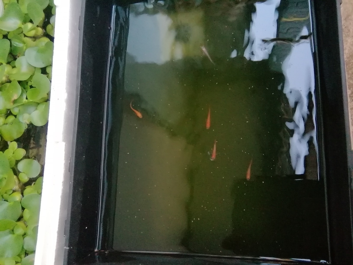 f:id:maple-enkyorikaigo:20190802211456j:plain