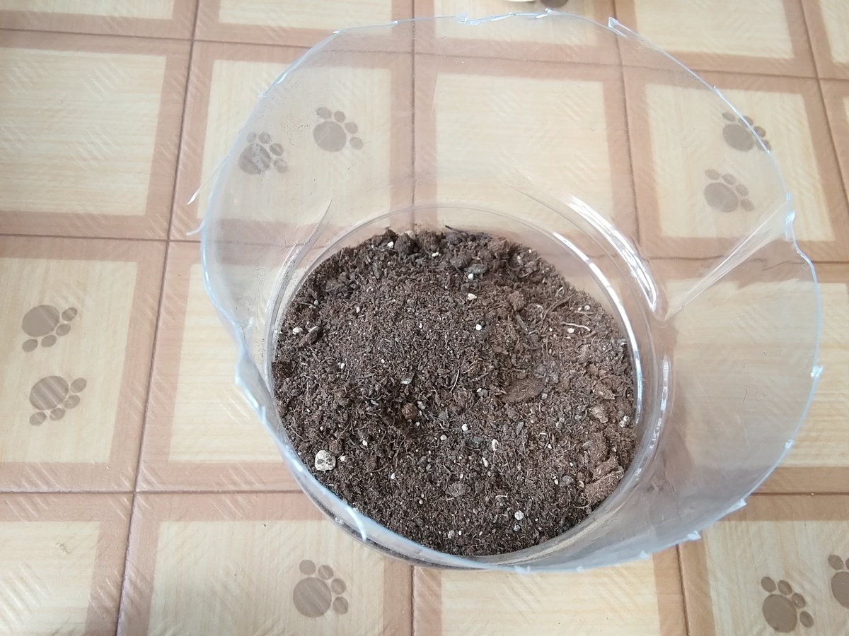 f:id:maple-enkyorikaigo:20190827164104j:plain