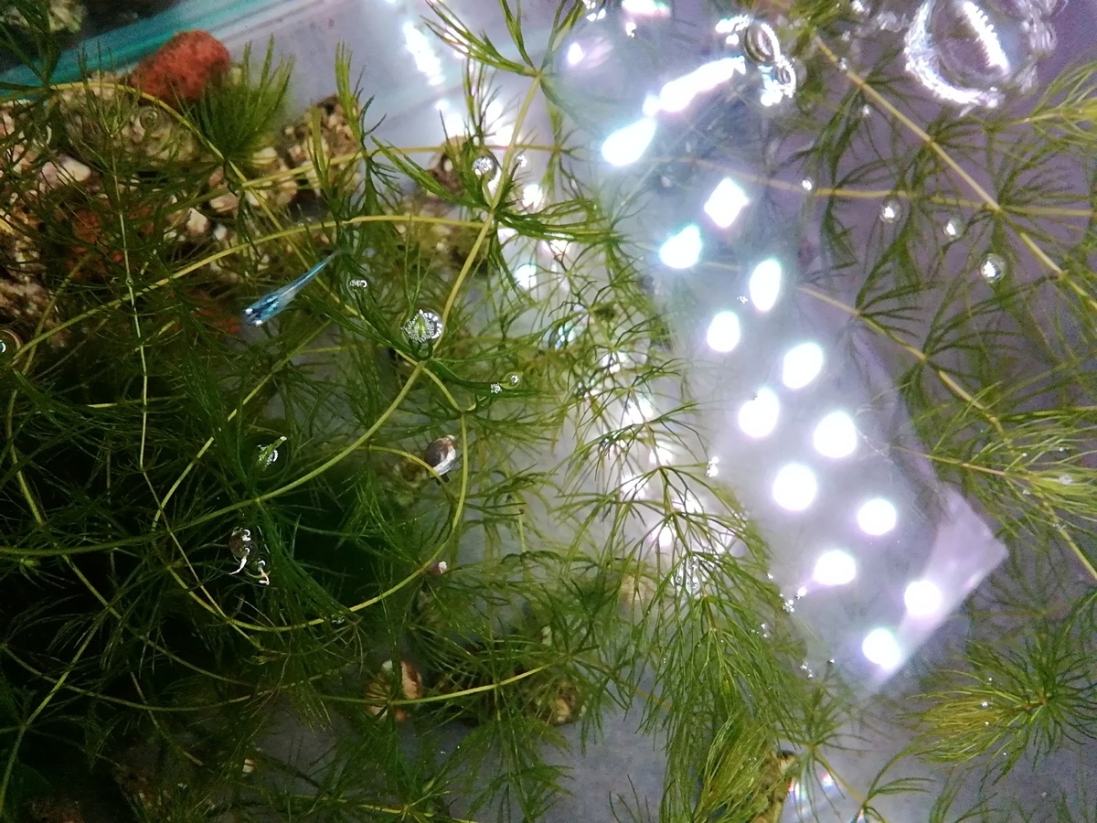 f:id:maple-enkyorikaigo:20190829220227j:plain f:id:maple-enkyorikaigo:20190829220227j:plain