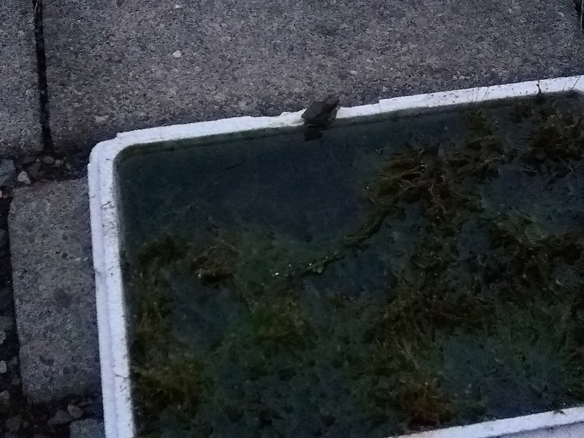 f:id:maple-enkyorikaigo:20190829220950j:plain f:id:maple-enkyorikaigo:20190829220950j:plain