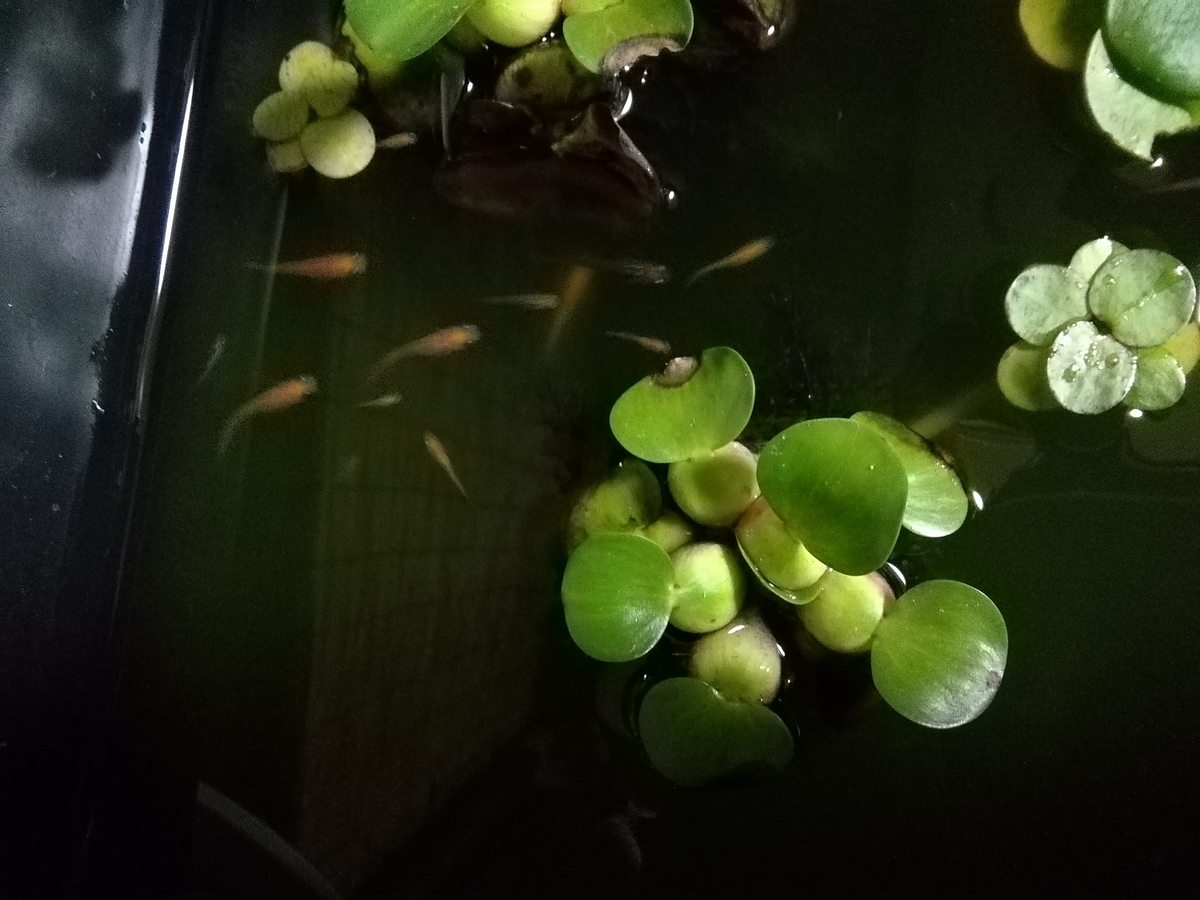f:id:maple-enkyorikaigo:20190902202230j:plain