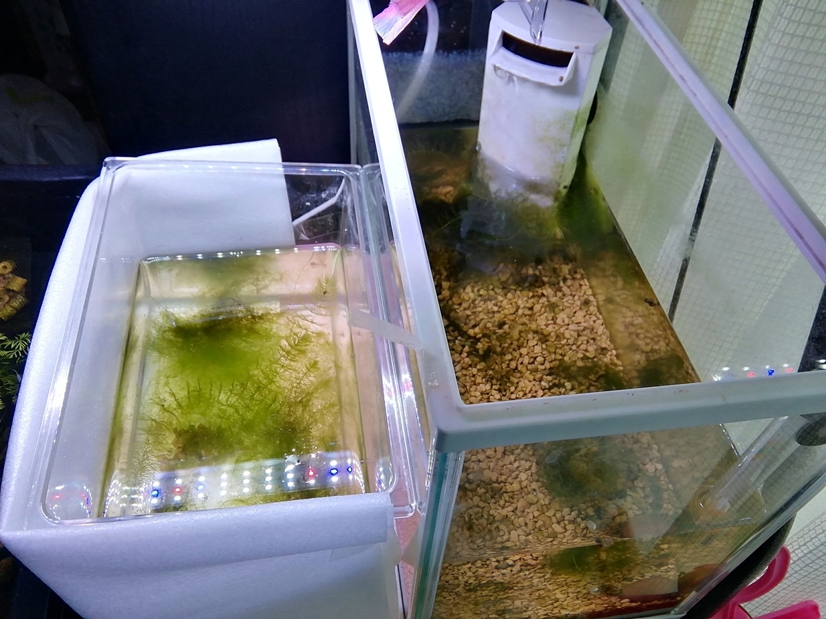 f:id:maple-enkyorikaigo:20191117202019j:plain