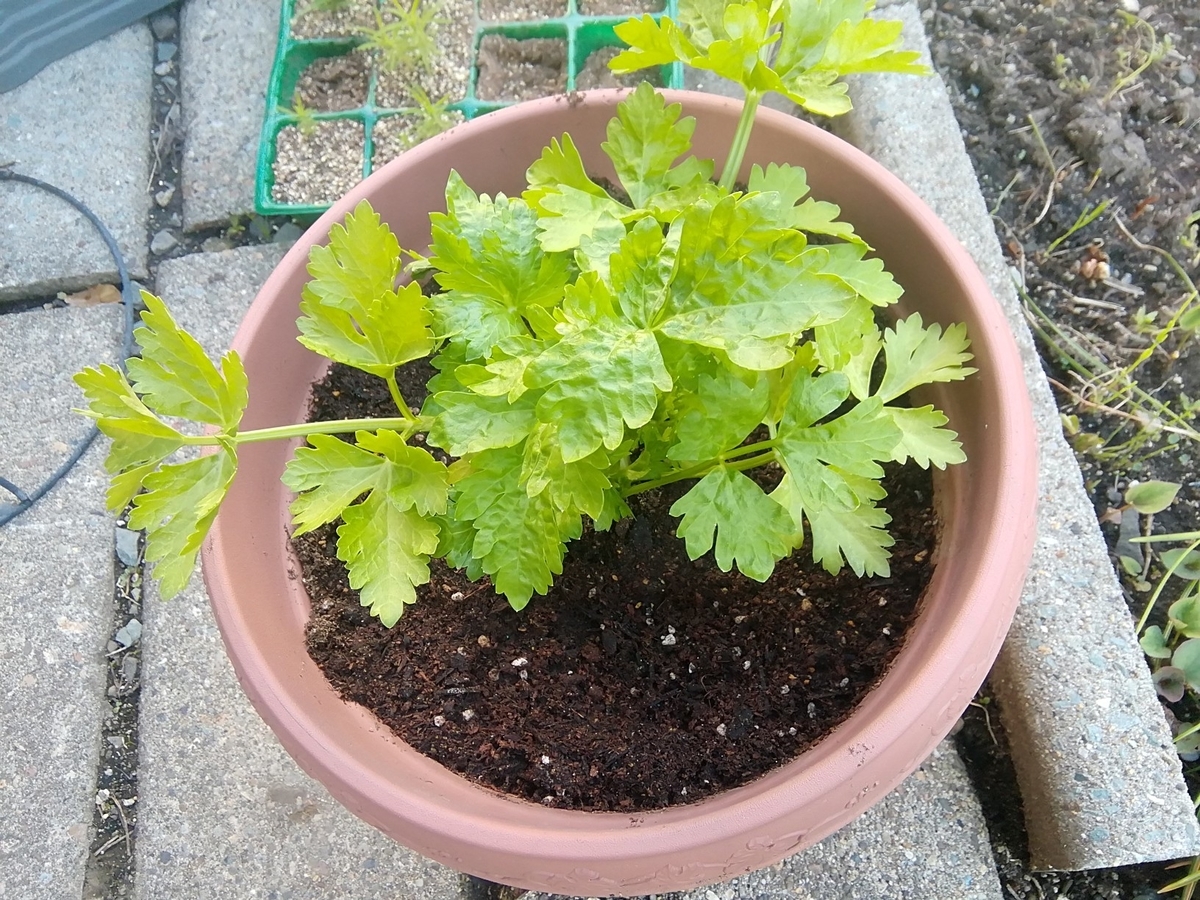 f:id:maple-enkyorikaigo:20200531203227j:plain f:id:maple-enkyorikaigo:20200531203227j:plain