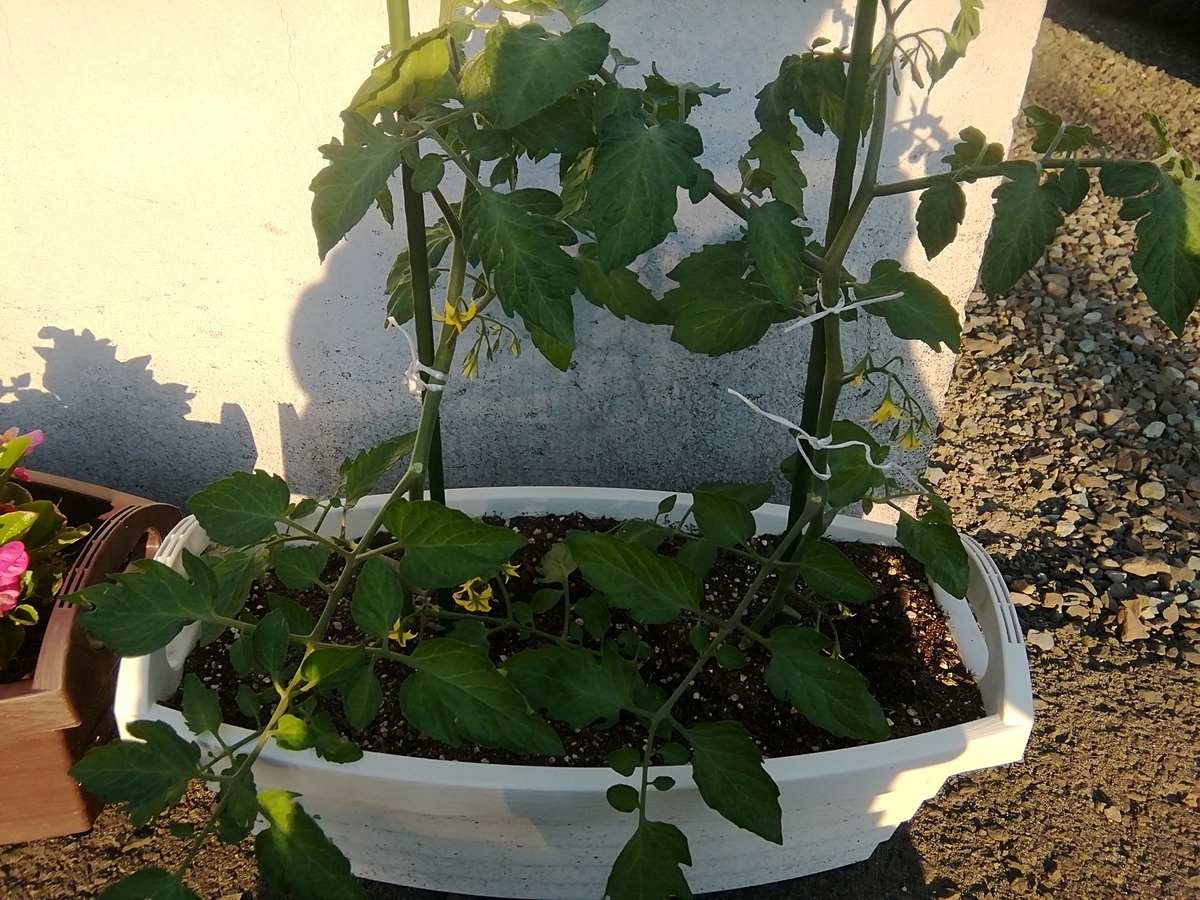 f:id:maple-enkyorikaigo:20200531203316j:plain f:id:maple-enkyorikaigo:20200531203316j:plain
