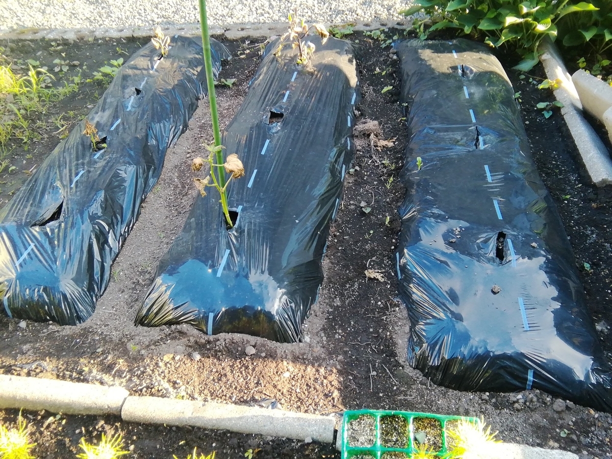 f:id:maple-enkyorikaigo:20200621200600j:plain f:id:maple-enkyorikaigo:20200621200600j:plain