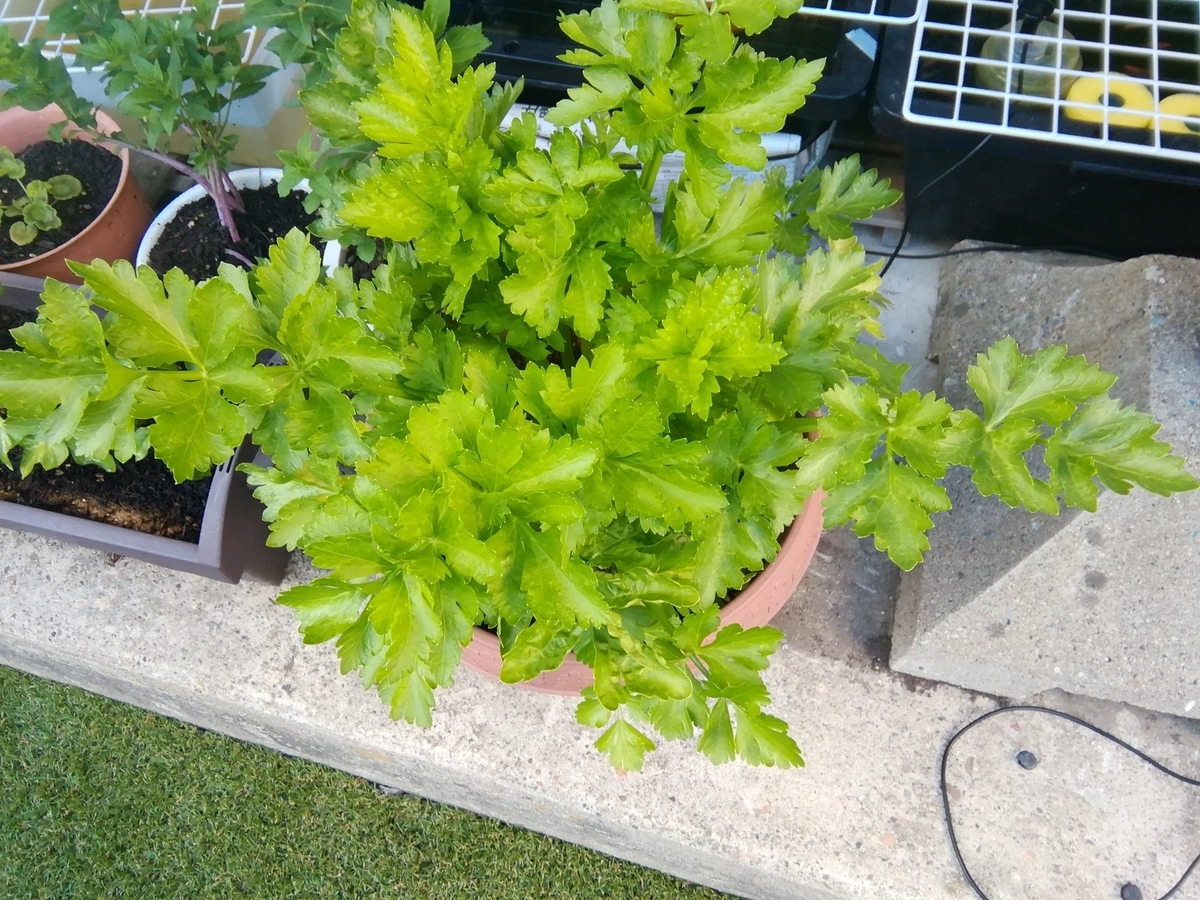 f:id:maple-enkyorikaigo:20200621201649j:plain f:id:maple-enkyorikaigo:20200621201649j:plain