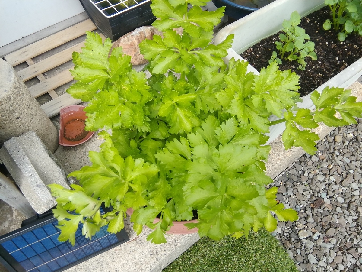 f:id:maple-enkyorikaigo:20200628152037j:plain f:id:maple-enkyorikaigo:20200628152037j:plain