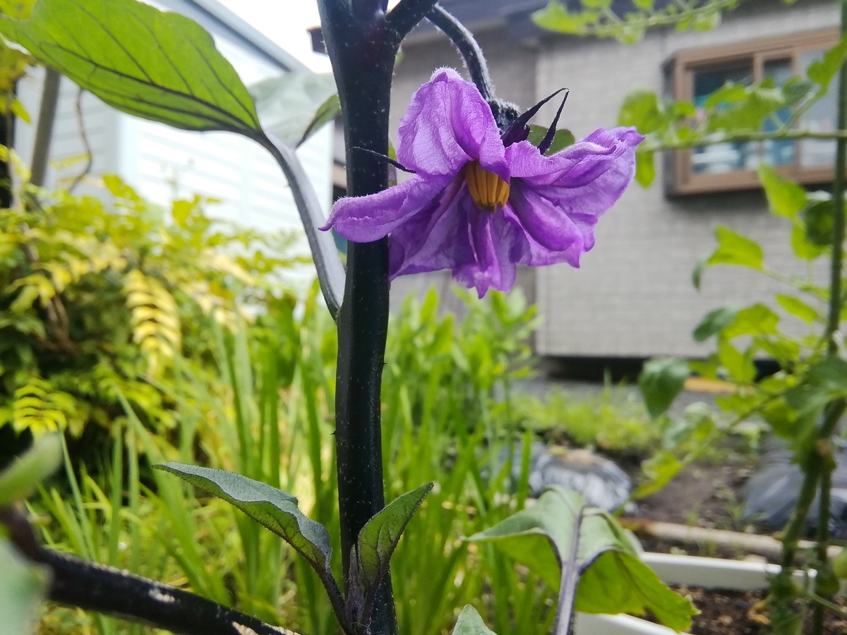 f:id:maple-enkyorikaigo:20200628152052j:plain f:id:maple-enkyorikaigo:20200628152052j:plain