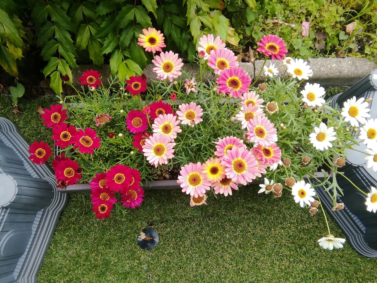 f:id:maple-enkyorikaigo:20200628152156j:plain f:id:maple-enkyorikaigo:20200628152156j:plain
