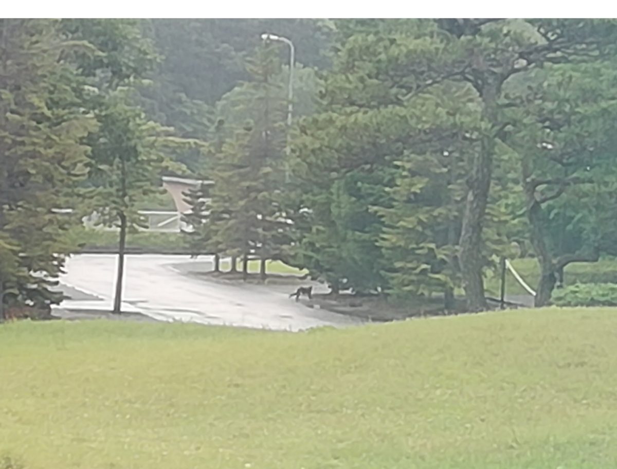 f:id:maple-enkyorikaigo:20200630214610j:plain f:id:maple-enkyorikaigo:20200630214610j:plain