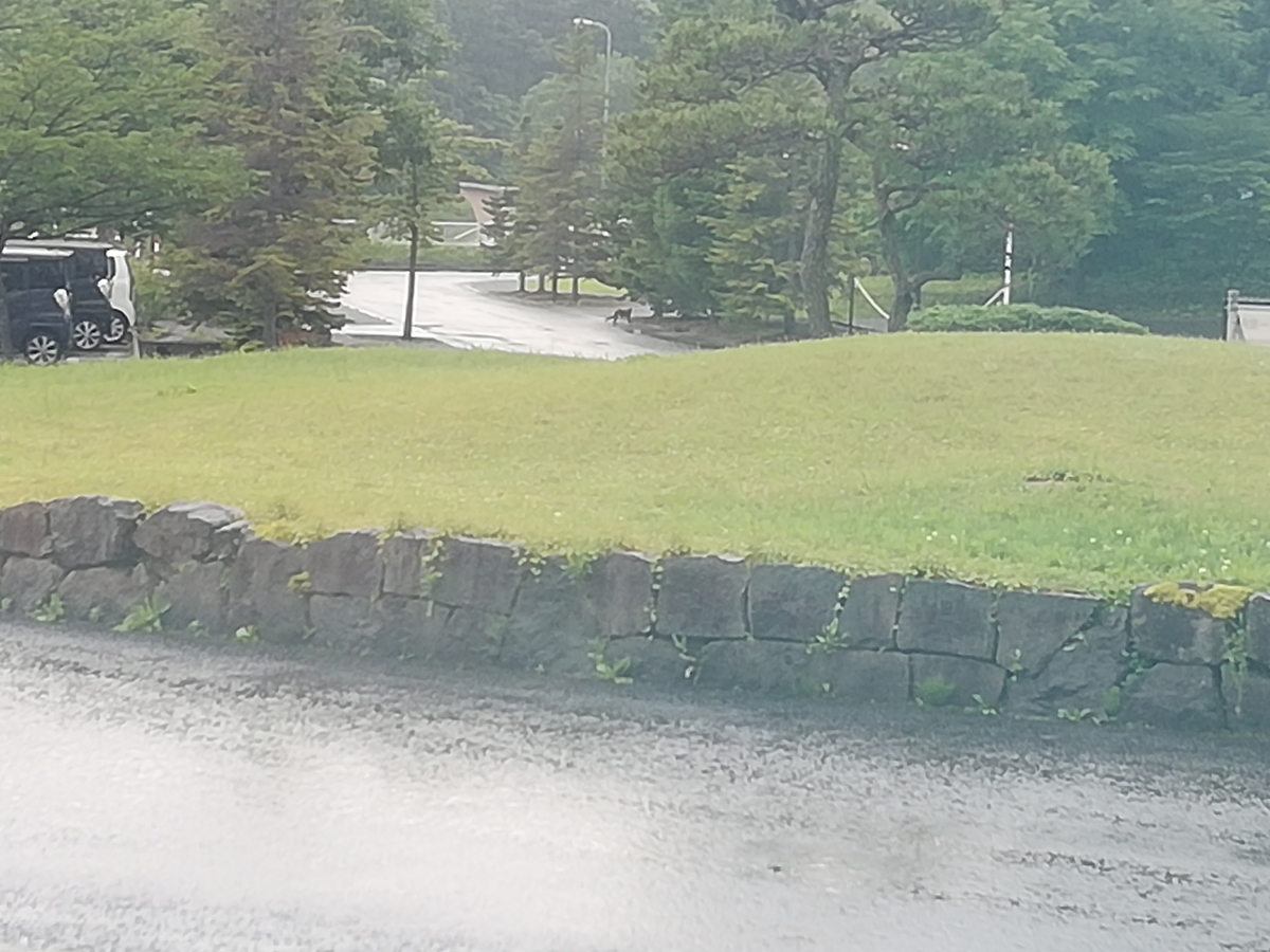 f:id:maple-enkyorikaigo:20200630214630j:plain f:id:maple-enkyorikaigo:20200630214630j:plain