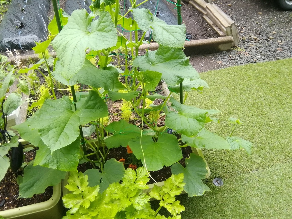 f:id:maple-enkyorikaigo:20200708210056j:plain f:id:maple-enkyorikaigo:20200708210056j:plain
