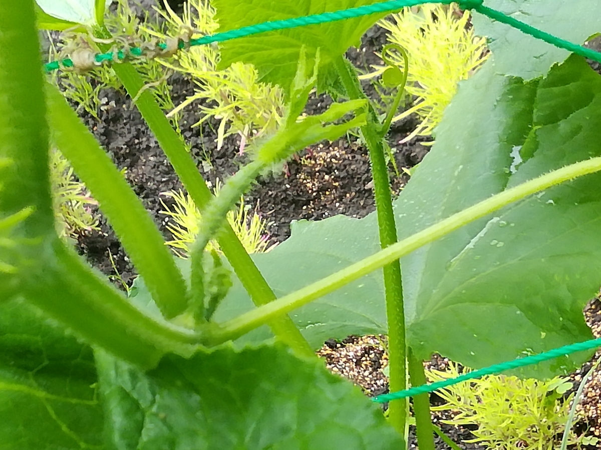 f:id:maple-enkyorikaigo:20200708210113j:plain f:id:maple-enkyorikaigo:20200708210113j:plain