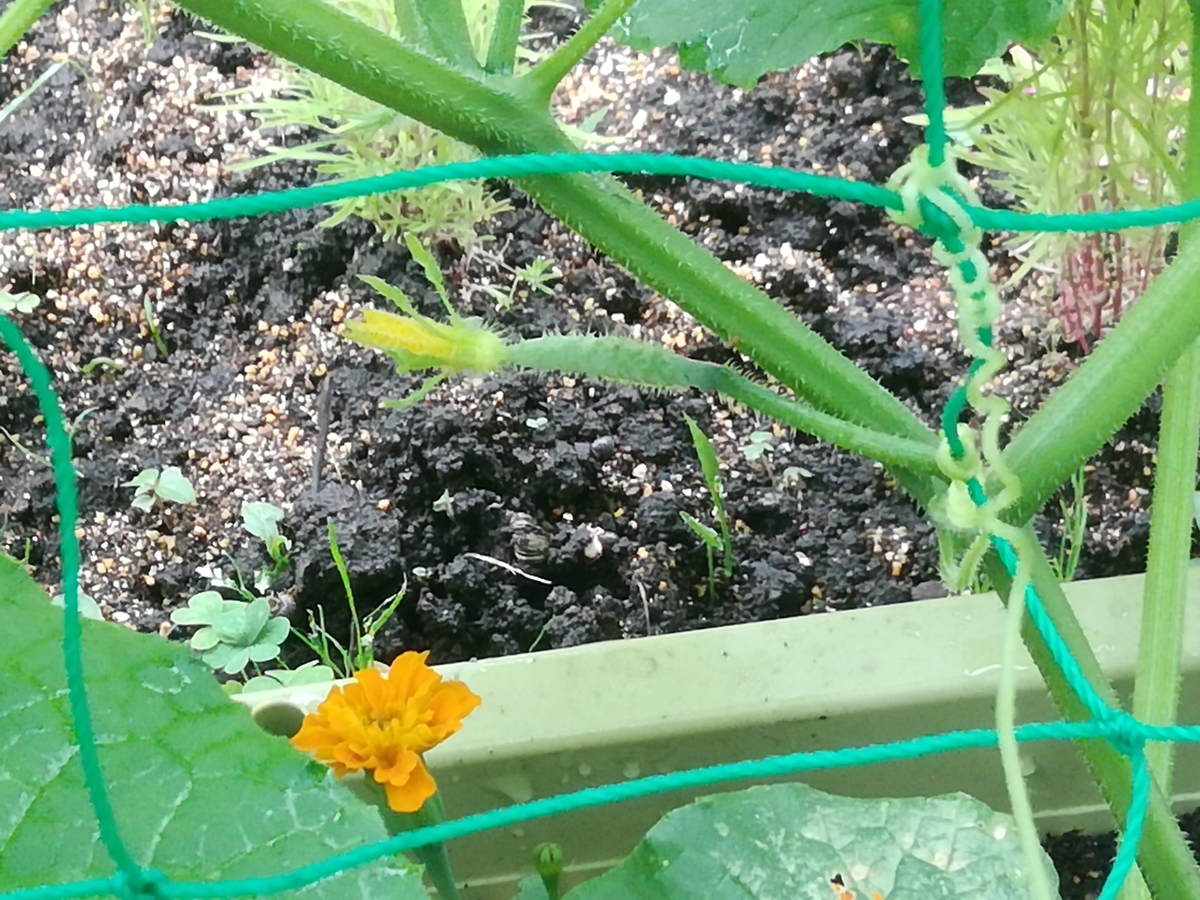 f:id:maple-enkyorikaigo:20200708210142j:plain f:id:maple-enkyorikaigo:20200708210142j:plain