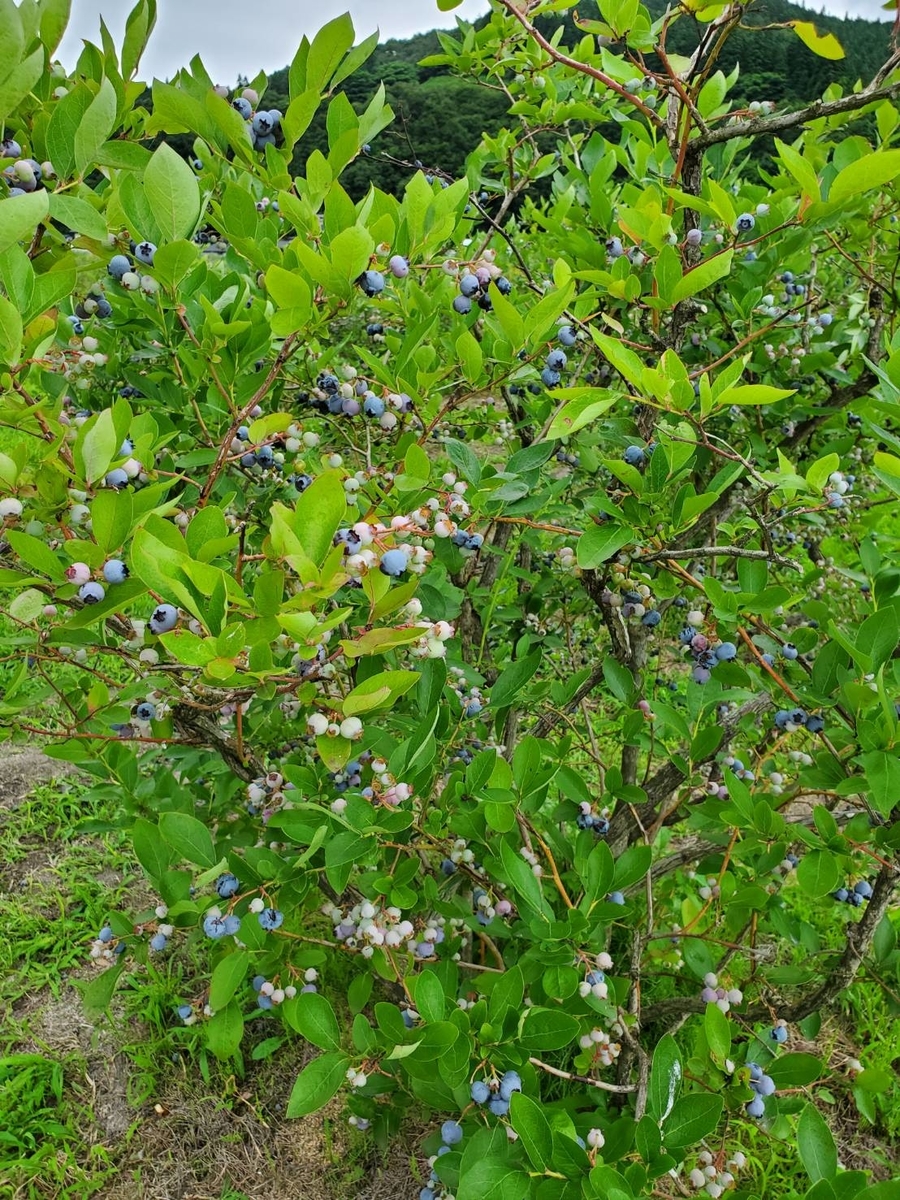 f:id:maple-enkyorikaigo:20200716182411j:plain