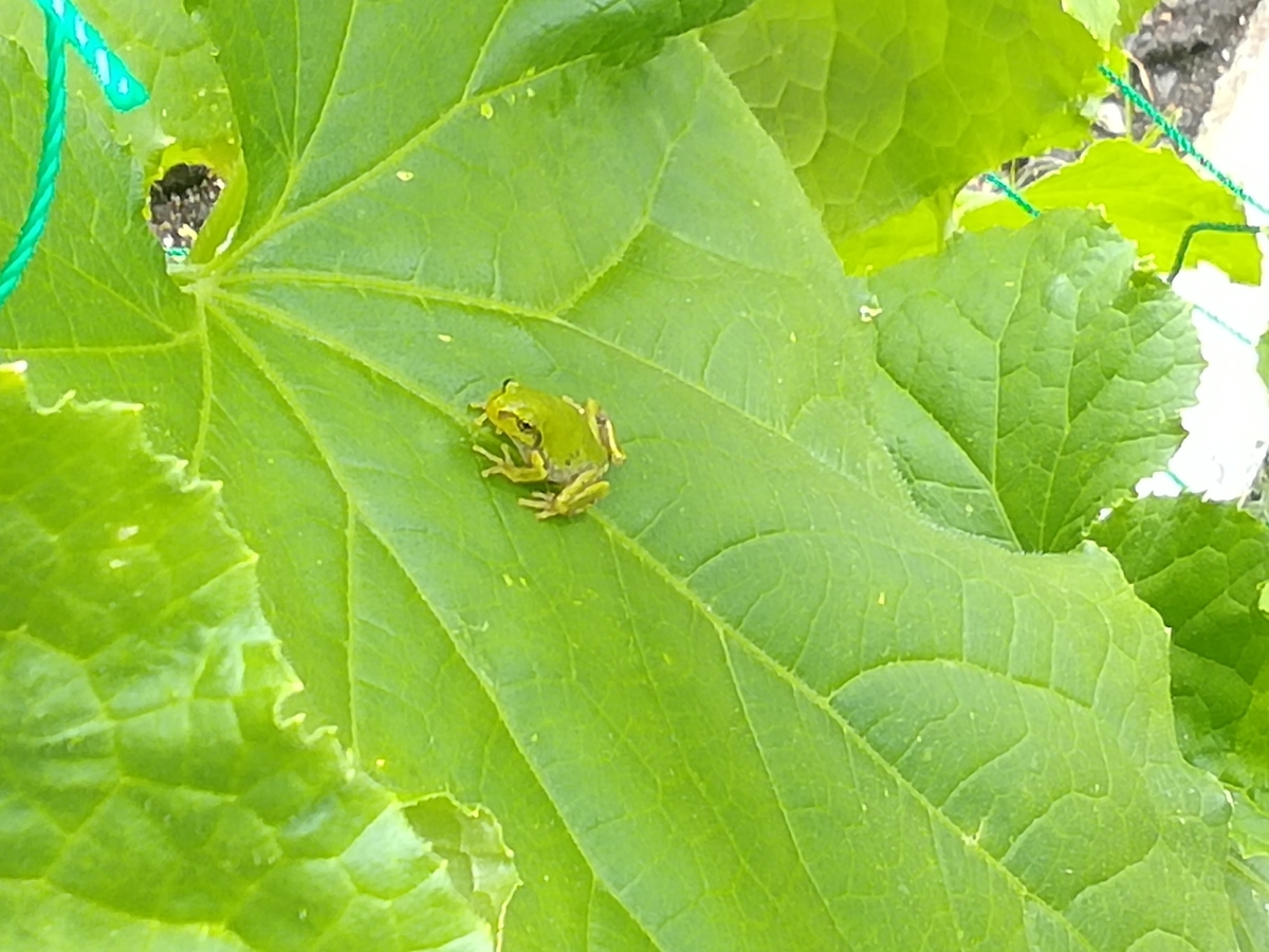 f:id:maple-enkyorikaigo:20200719172924j:plain f:id:maple-enkyorikaigo:20200719172924j:plain
