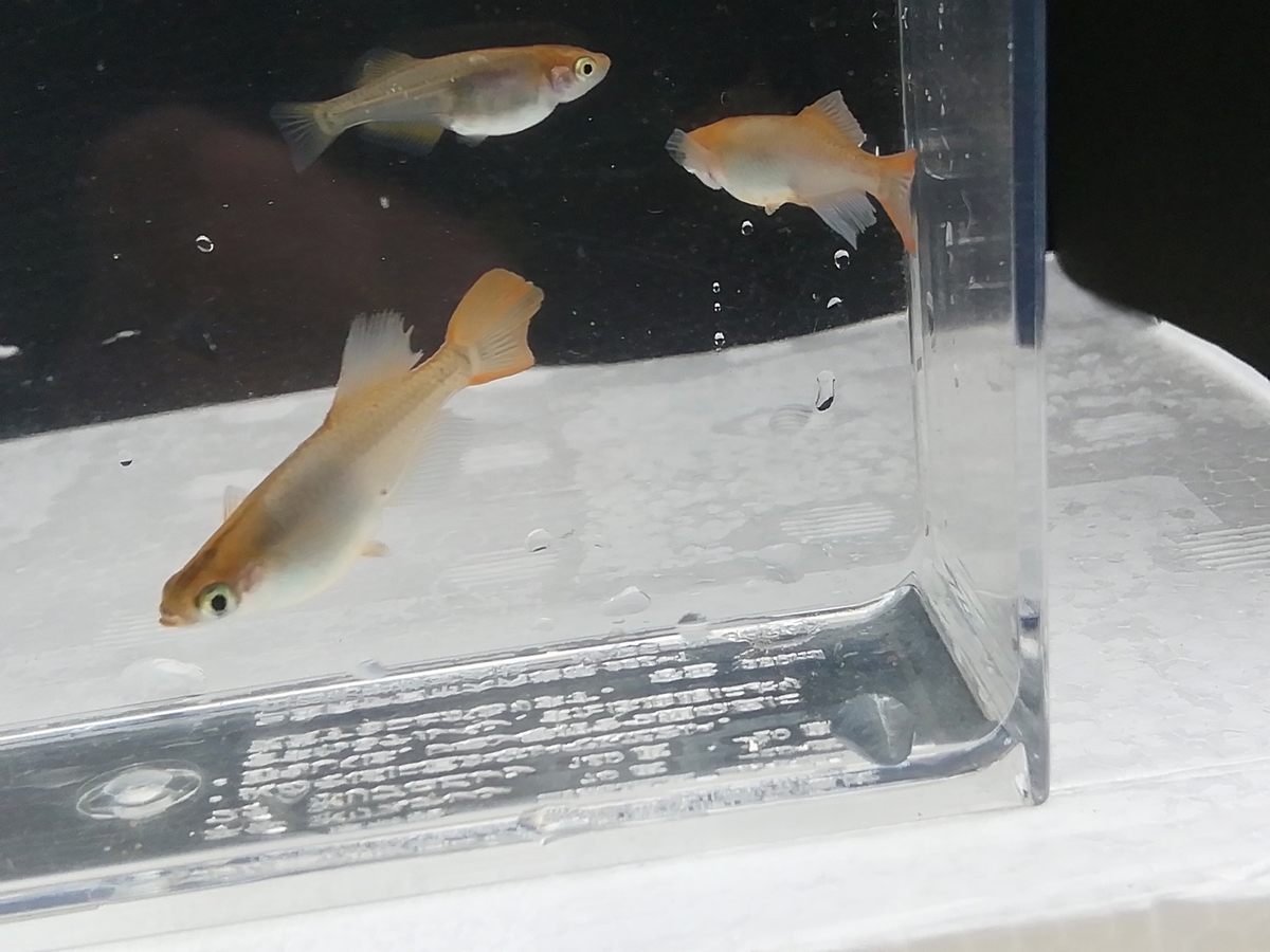 f:id:maple-enkyorikaigo:20200925203529j:plain