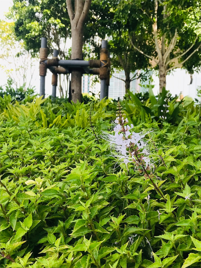 f:id:maplemaples:20190609234947j:image