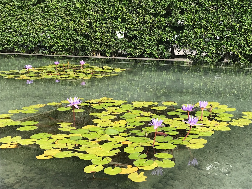 f:id:maplemaples:20190628190258j:image