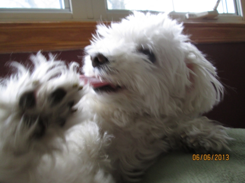 f:id:mapleringring77:20130606115223j:image:w360