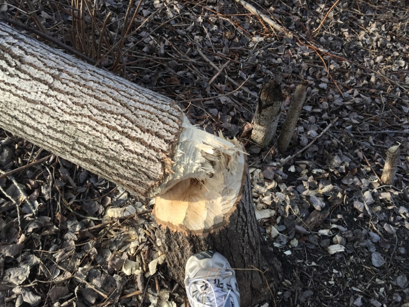 f:id:mapleringring77:20151206112714j:image:w360