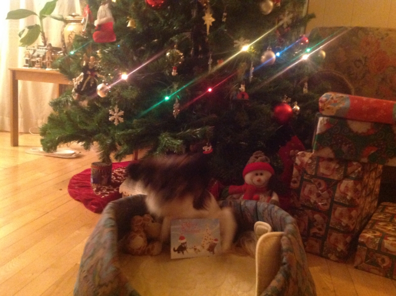 f:id:mapleringring77:20161222224943j:image:w360