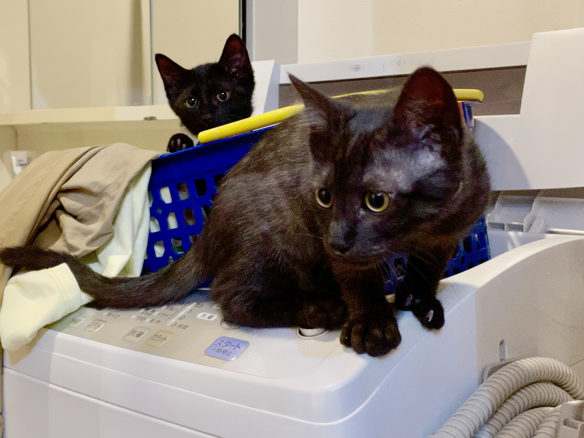 f:id:mappeke:20210714131832j:plain