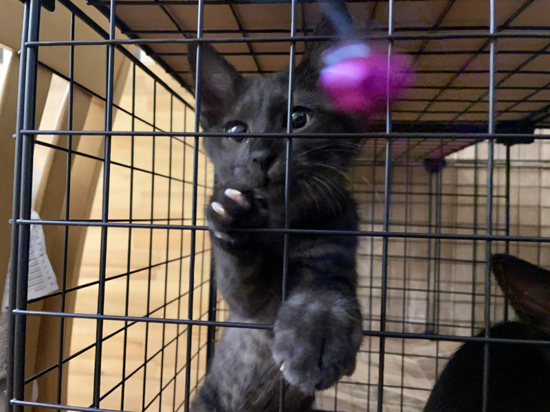 f:id:mappeke:20210730171801j:plain