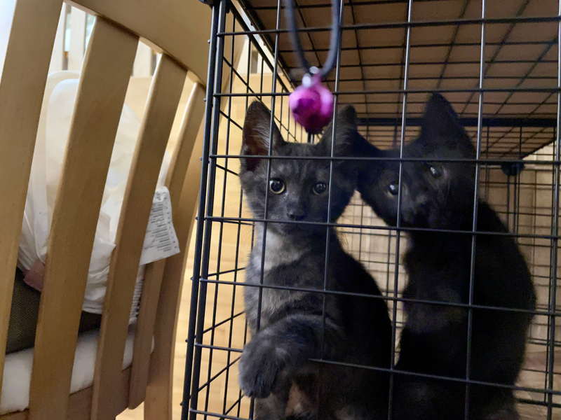 f:id:mappeke:20210730171813j:plain