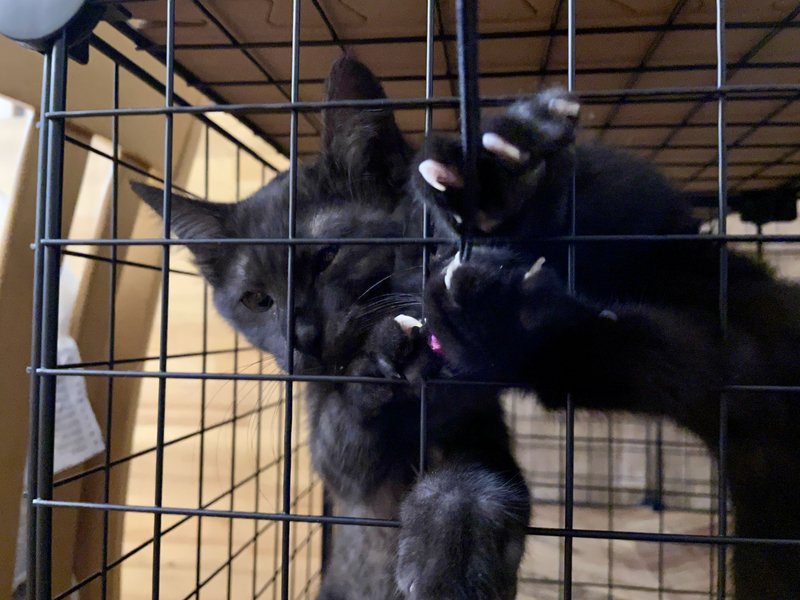 f:id:mappeke:20210730171825j:plain