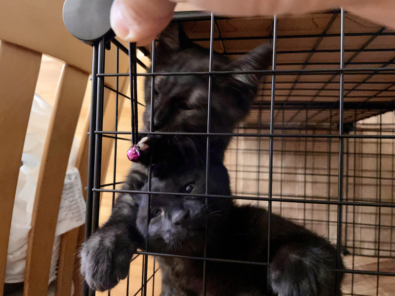 f:id:mappeke:20210730171837j:plain