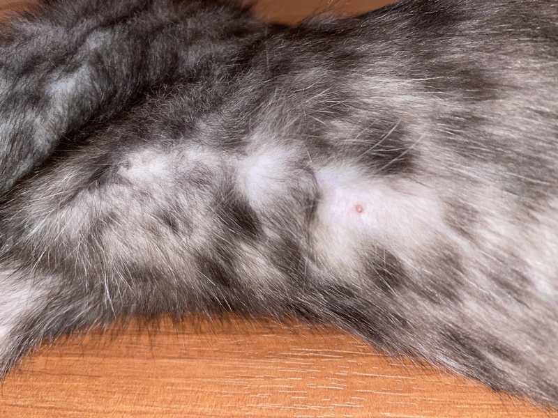 f:id:mappeke:20210731135007j:plain