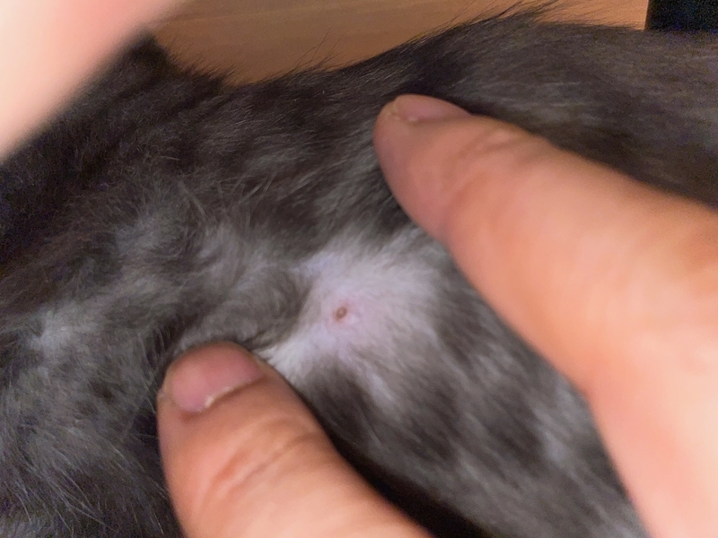 f:id:mappeke:20210731135018j:plain