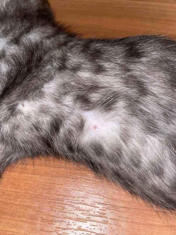 f:id:mappeke:20210731135031j:plain