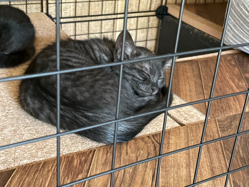 f:id:mappeke:20210810163813j:plain