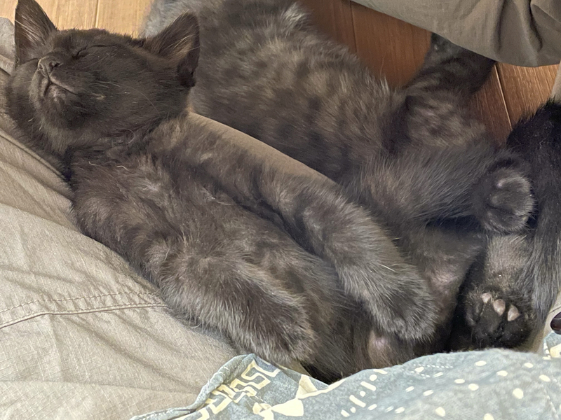 f:id:mappeke:20210810172536j:plain