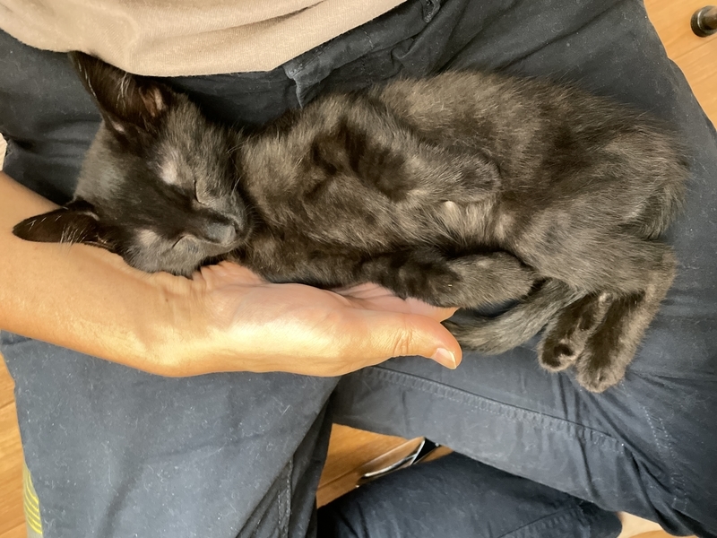 f:id:mappeke:20210810172548j:plain