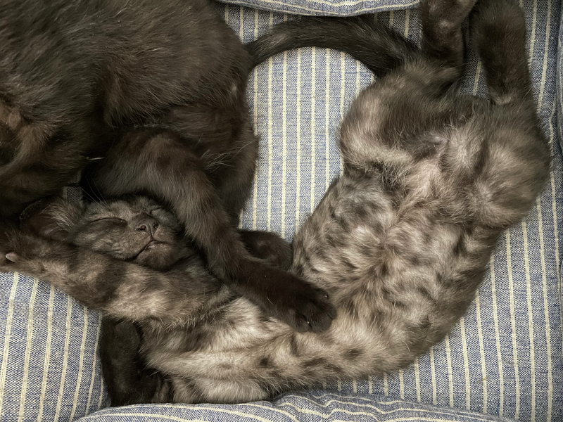 f:id:mappeke:20210810172559j:plain