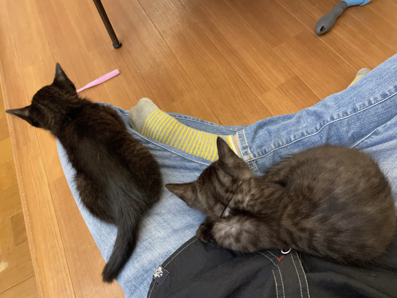 f:id:mappeke:20210810180653j:plain