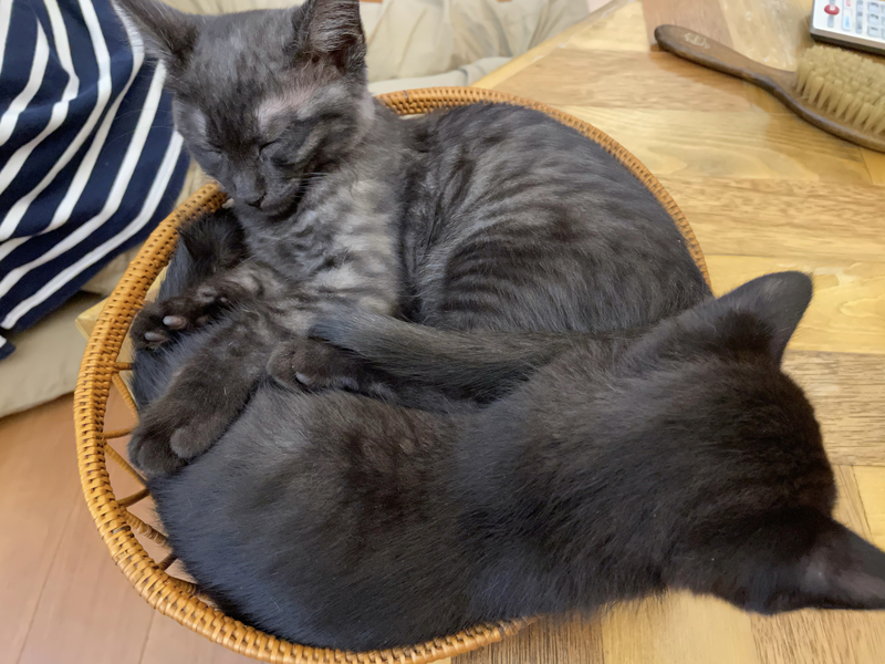 f:id:mappeke:20210810180705j:plain