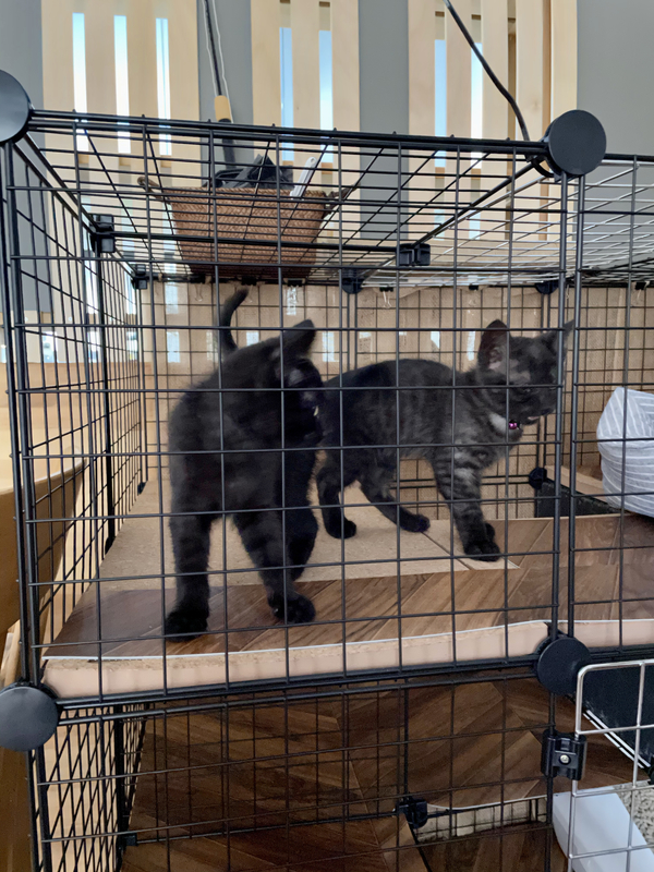 f:id:mappeke:20210810180716j:plain